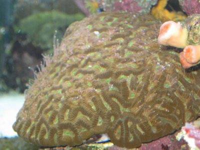 reef tank 023.jpg