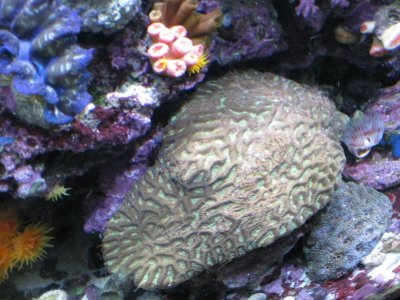 reef tank 034.jpg