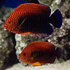 dd_fish_111609.jpg