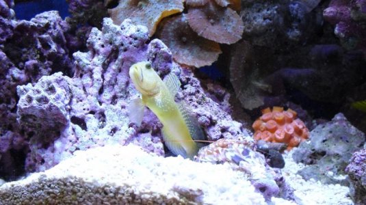 goby.jpg