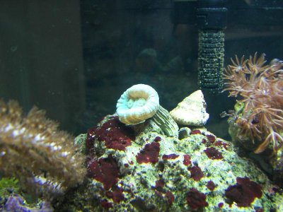 CANDY CANE 07-11.jpg