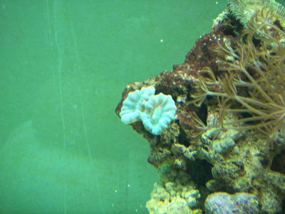 candy cane 09-09-09.jpg