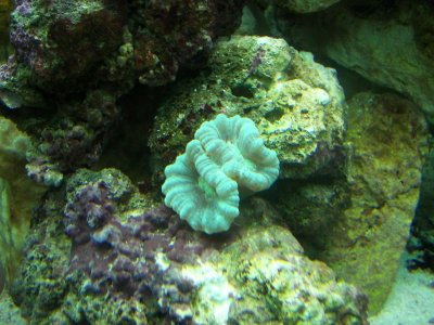 Candy Cane coral 10-05-09.jpg
