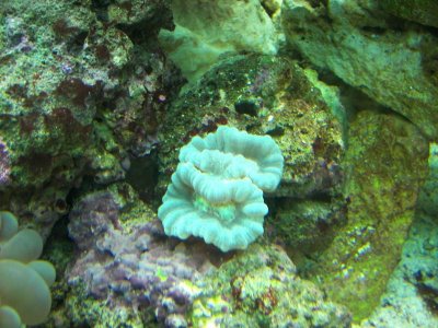 candy cane coral 10-22-09.jpg