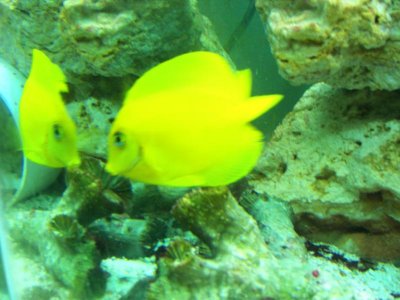 Mimic Tang 10-05-09.jpg