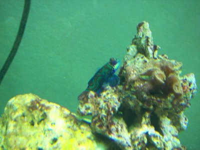 Manderan Goby c 10-05-09.jpg