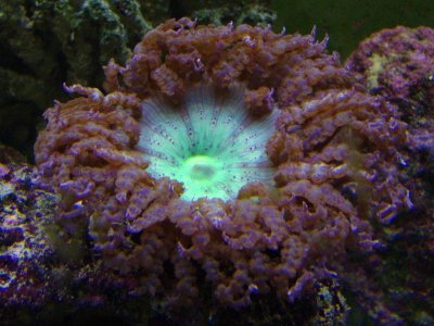 flower anemone.jpg