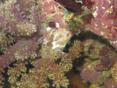 reef tank 009.jpg