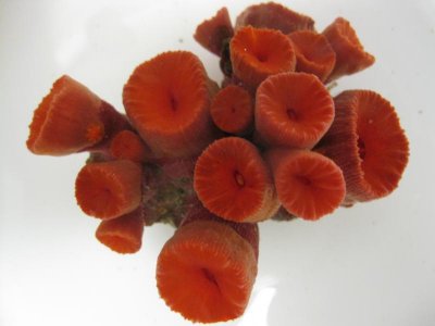 reef tank 006.jpg