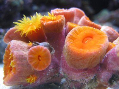 reef tank 022.jpg