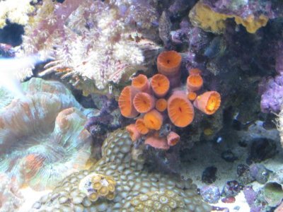reef tank 029.jpg