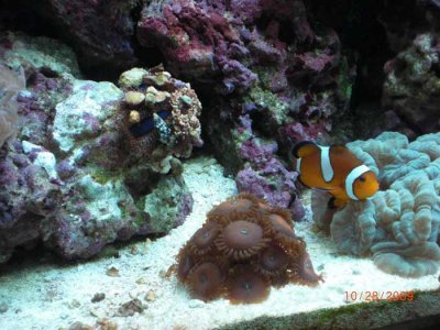 clown,-urchin,-rpe.jpg