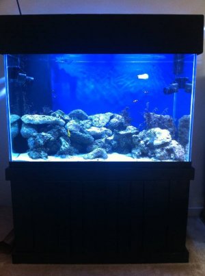 Optimized-My_Aquarium 001.jpg