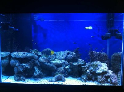 Optimized-My_Aquarium 003.jpg