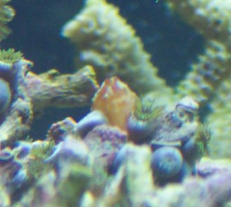 fishtank 007.jpg