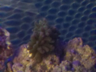 frogspawn.jpg frogspawn.jpg