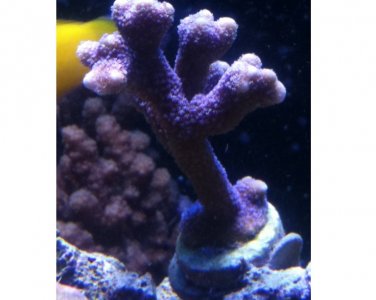 frag48.jpg