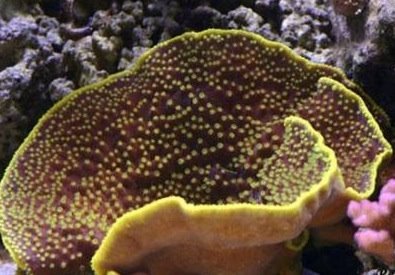 turbinaria-full.jpg