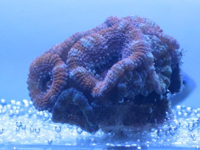 acan 1.jpg