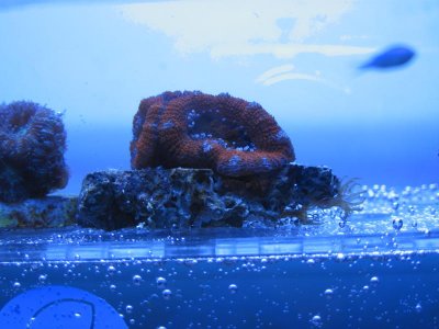 acan 2.jpg