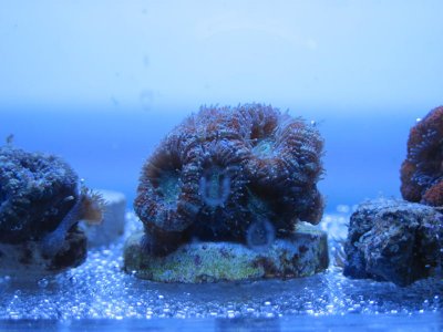 acan 3.jpg
