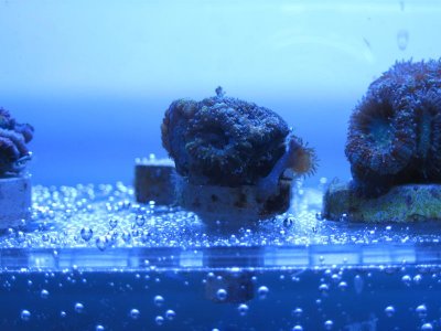 acan 4.jpg