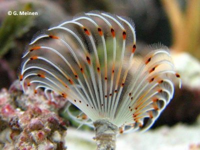 Bispira sp.  (1).jpg