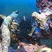 Urchin.jpg