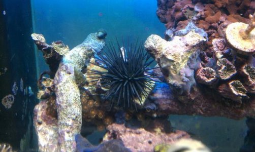 Urchin.jpg