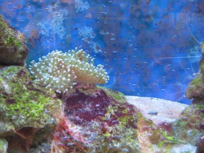 baby goby.jpg