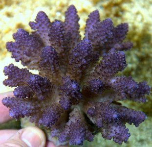 acro_12-17-21-1 4.5x4.5 super purple ultra color acropora.jpg