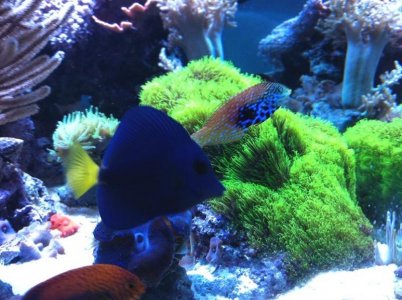 purpletang.JPG