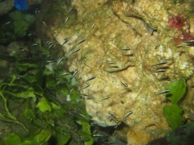 Goby Baby Day 14.JPG