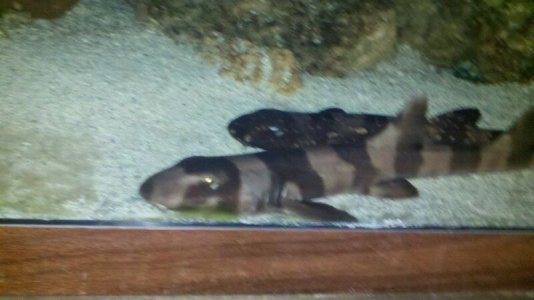 sharks2.jpg