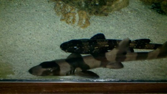shark3.jpg