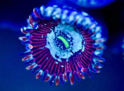 happy-people-eater-zoanthid.jpg