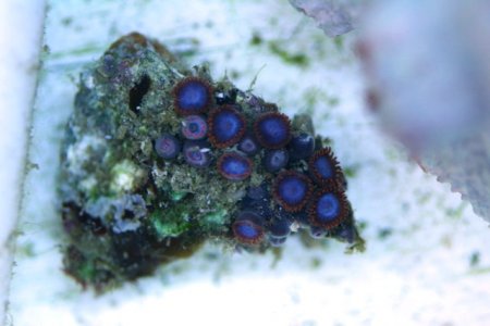 spiderman zoanthids frag.518.JPG