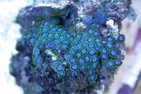 blue organisms colony.106.JPG