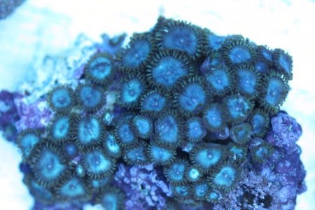 blue palys colony.1103.JPG