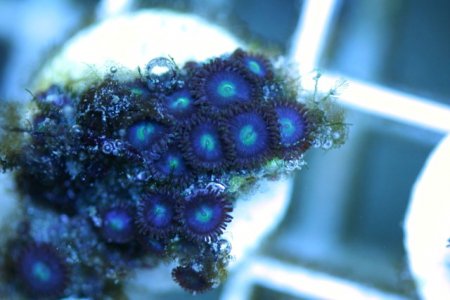 blue zoanthids.426.JPG