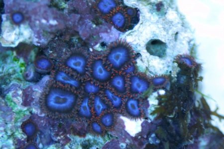 spiderman blues 1.623.JPG