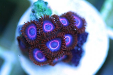 red hornets 1.706.JPG