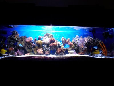 160 Acrylic Aquarium.jpg