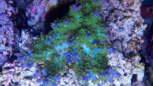 2011-03-09_12-18-46_557.jpg