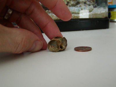 more macro practice 014.jpg