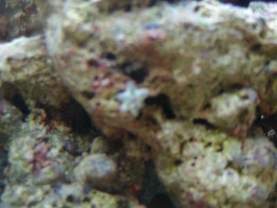 more macro practice 011.jpg