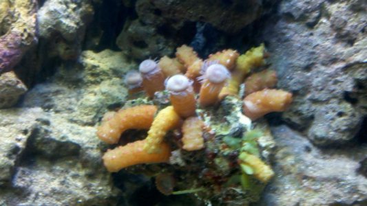 mystery coral.jpg