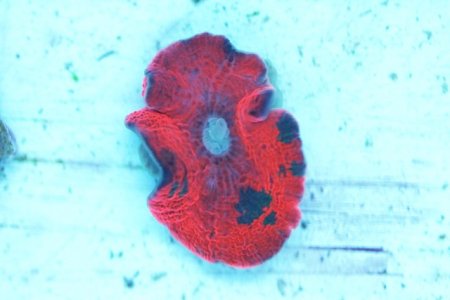 rainbow mushroom 1.316.JPG