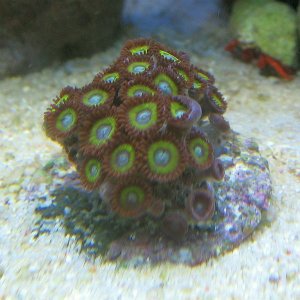 Zoa Mean Yellow BIG.jpg