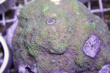 dino egg.JPG